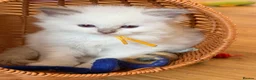 Ragdoll cats for sale: Exquisite Ragdoll litter   - Advert 18