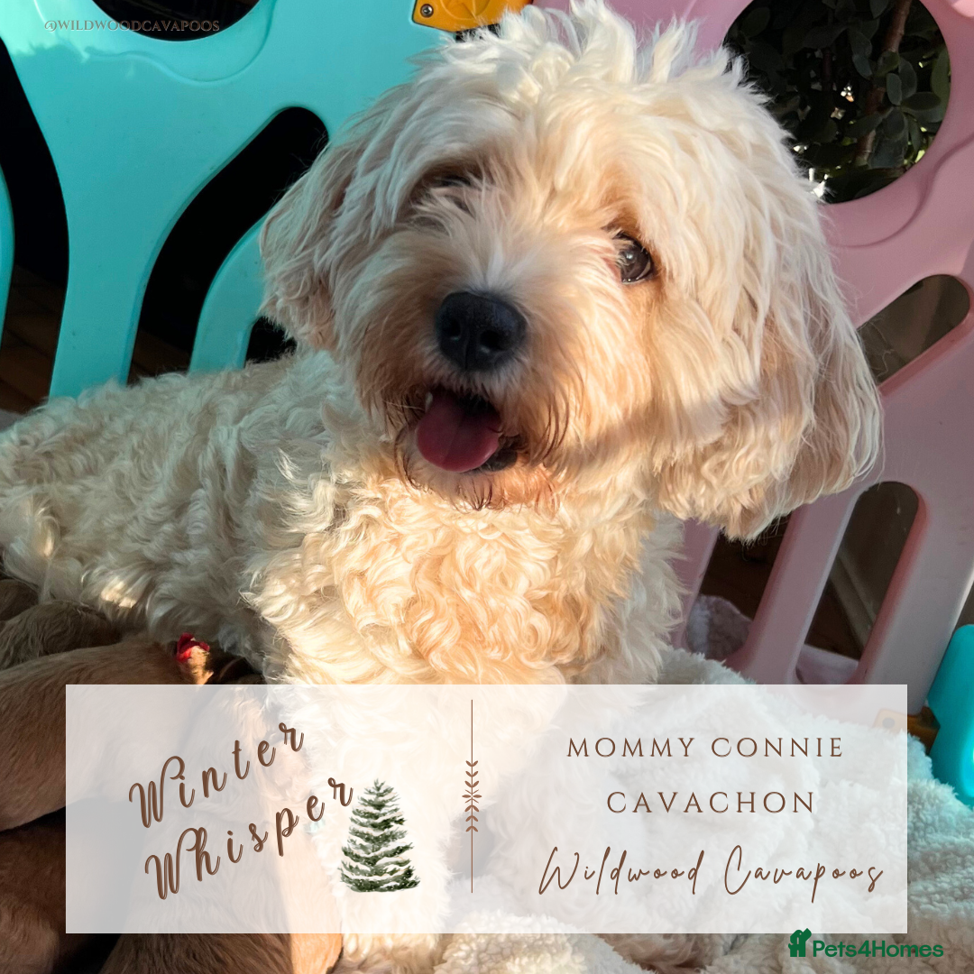 Cavapoochon dogs for sale: 5 ⭐️ LICENSED BREEDER HEALTH TESTED CAVAPOOCHONS - Advert 2