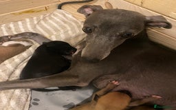 Whippet dogs for sale: 6 stunning whippet puppies  - Image 16