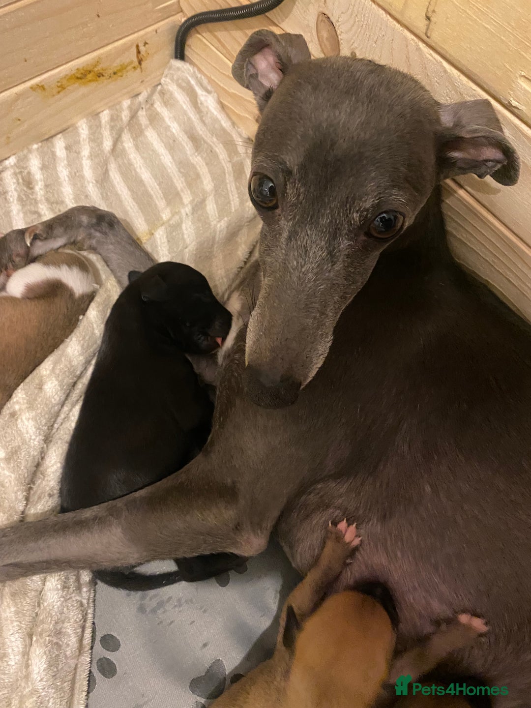 Whippet dogs for sale: 6 stunning whippet puppies  - Image 16