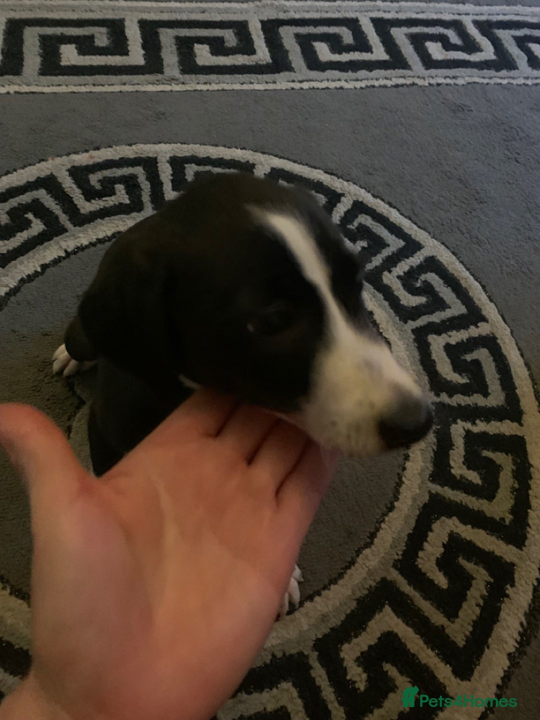 Mixed Breed dogs for sale: Stunning lurcher pup    - Image 2
