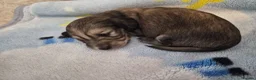 Miniature Dachshund dogs for sale: Kc reg miniature daschund puppies  - Advert 16