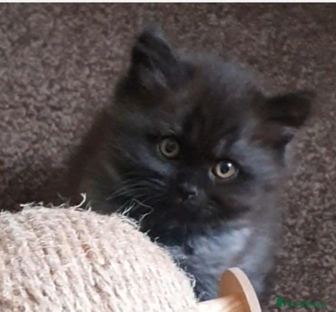 Mixed Breed cats for sale: Beautiful male kitten  - Image 8