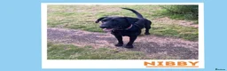 Mixed Breed dogs for adoption: Nibby has energy with a soft, goofy side - Advert 1