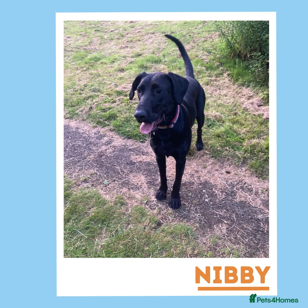 Mixed Breed dogs for adoption: Nibby has energy with a soft, goofy side - Advert 1