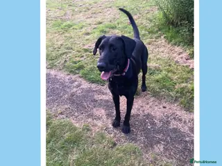 Mixed Breed dogs Nibby has energy with a soft, goofy side - Advert 2