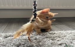 Mixed Breed cats for sale: 5 Kittens for sale  - Image 22