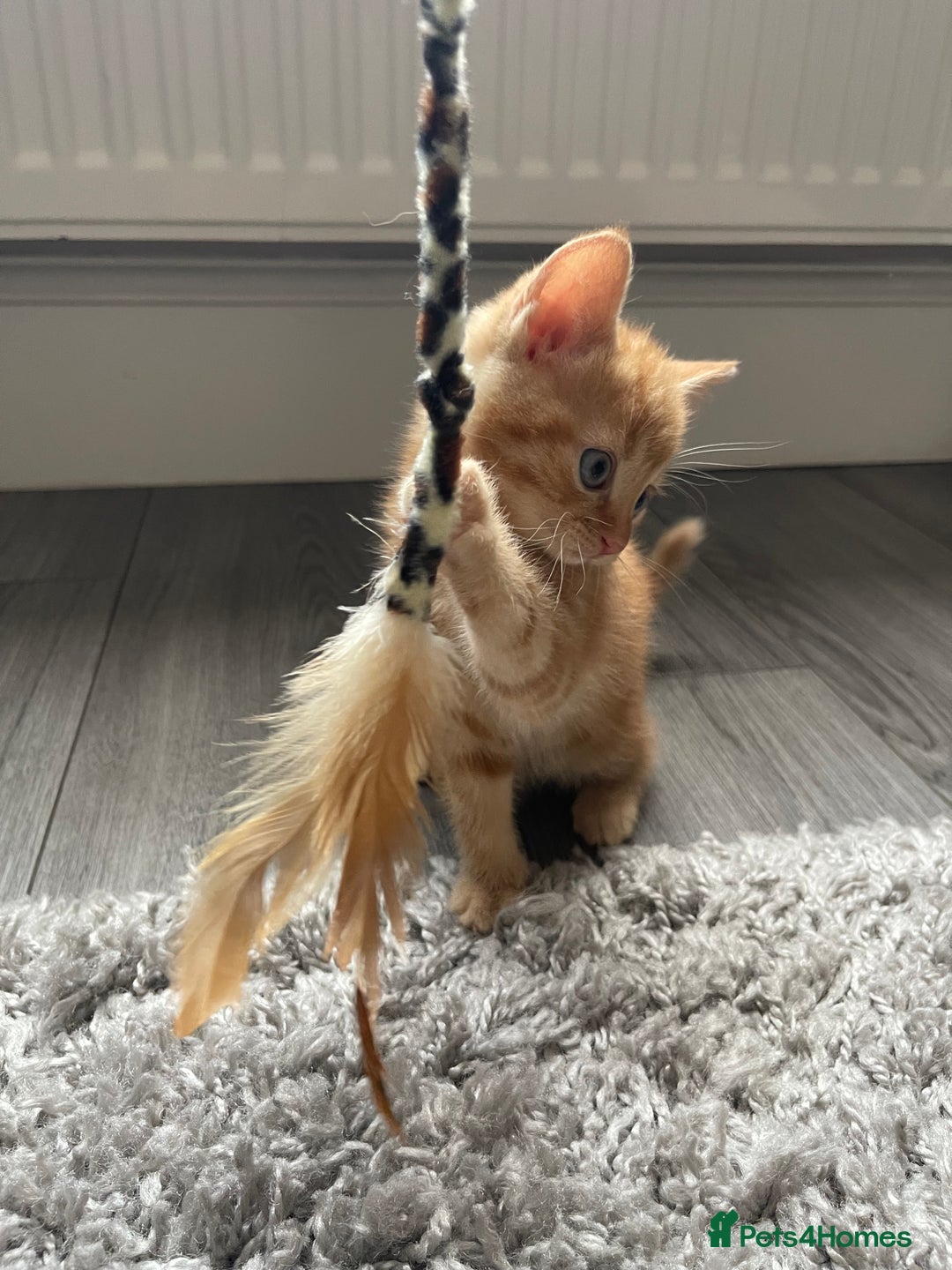 Mixed Breed cats for sale: 5 Kittens for sale  - Image 22