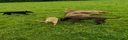 Labrador Retriever dogs for sale: Two stunning expepitional fox red  - Advert 2