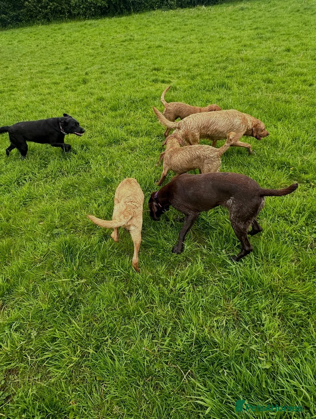 Labrador Retriever dogs for sale: Two stunning expepitional fox red  - Advert 2