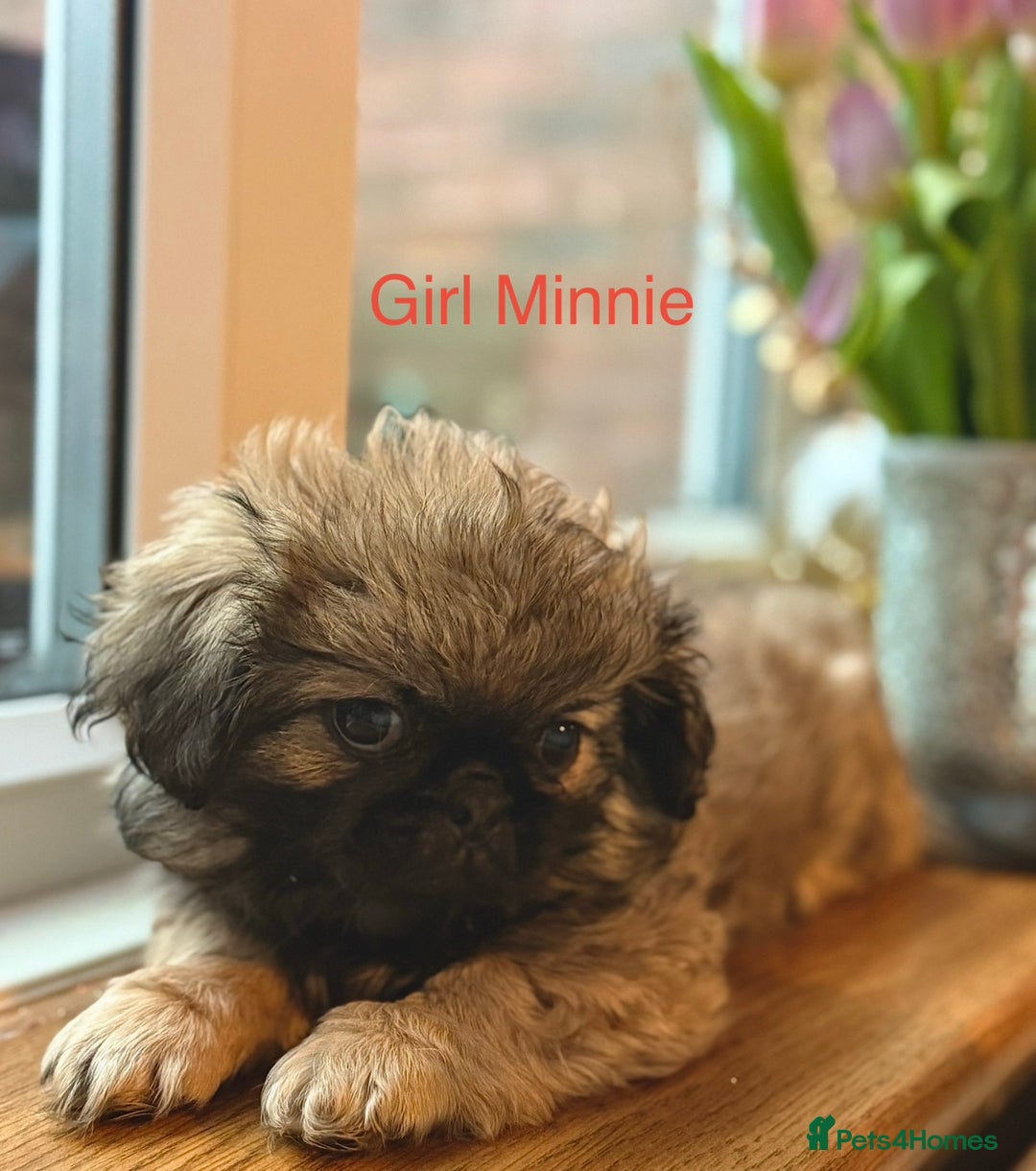 Pekingese dogs for sale: 🐾 Pekingese Puppies for Sale – 2 Girls & 1 Boy 🐾 - Advert 15