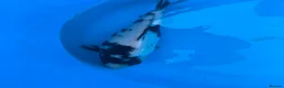 Koi Carp fish for sale: 2 koi for sale  - Advert 2