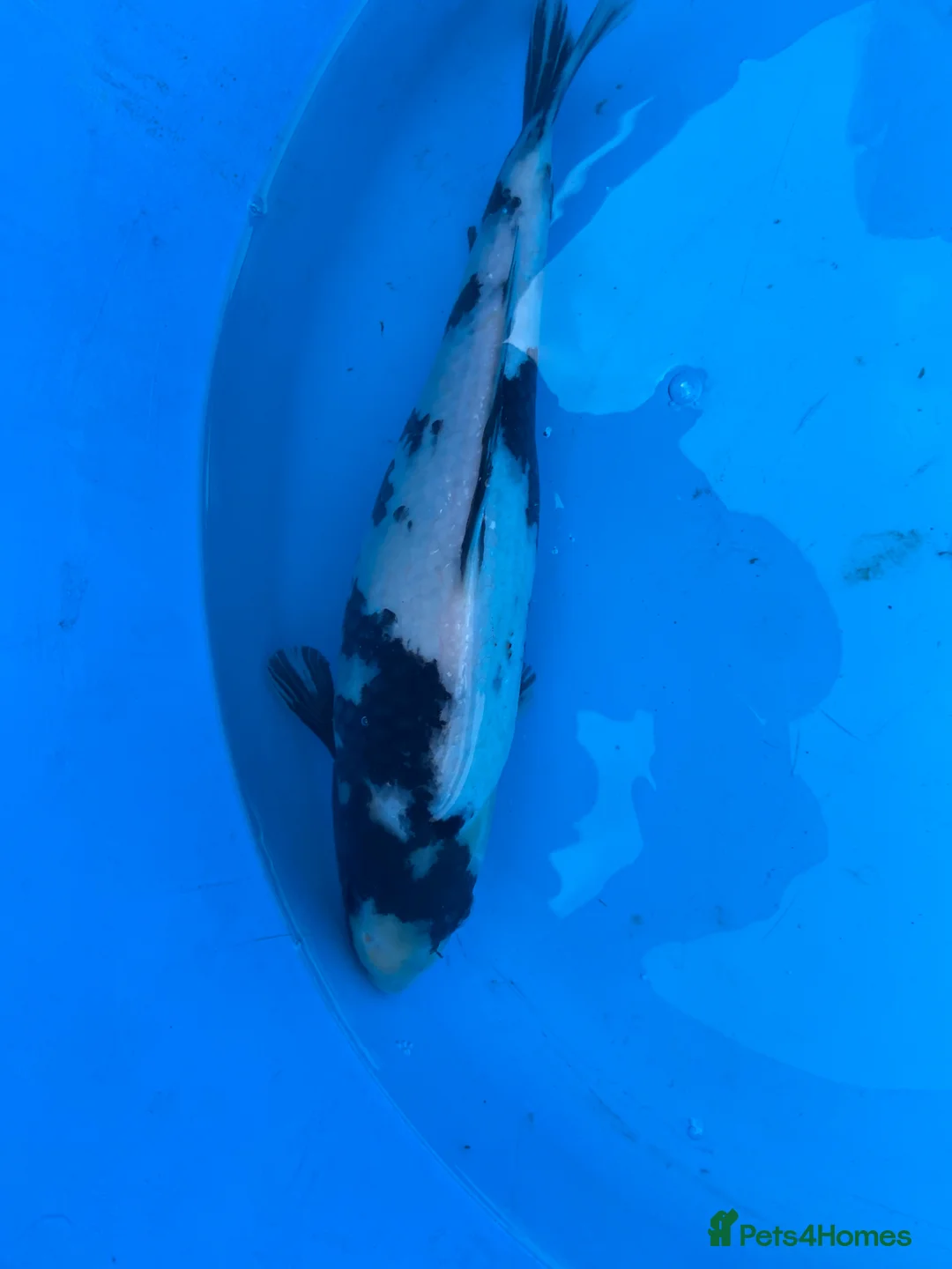 Koi Carp fish for sale: 2 koi for sale  - Advert 2