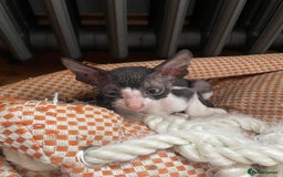 Cornish Rex cats for sale: Cornish rex - gccf registered  - Image 1