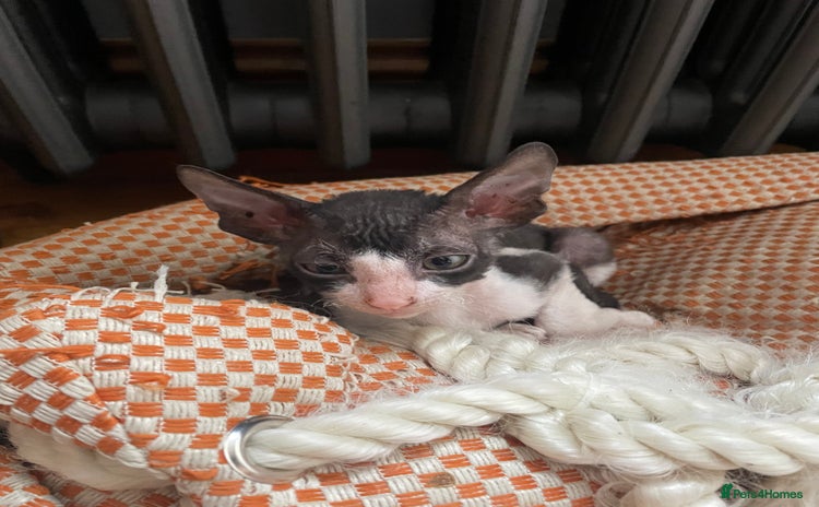 Cornish Rex cats - Advert 6