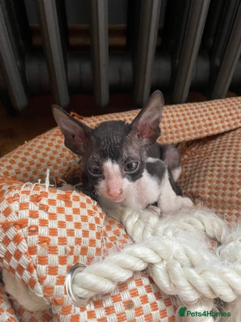 Cornish Rex cats - Advert 2