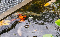 Koi Carp fish for sale: Selection of Koi Carp - Image 2