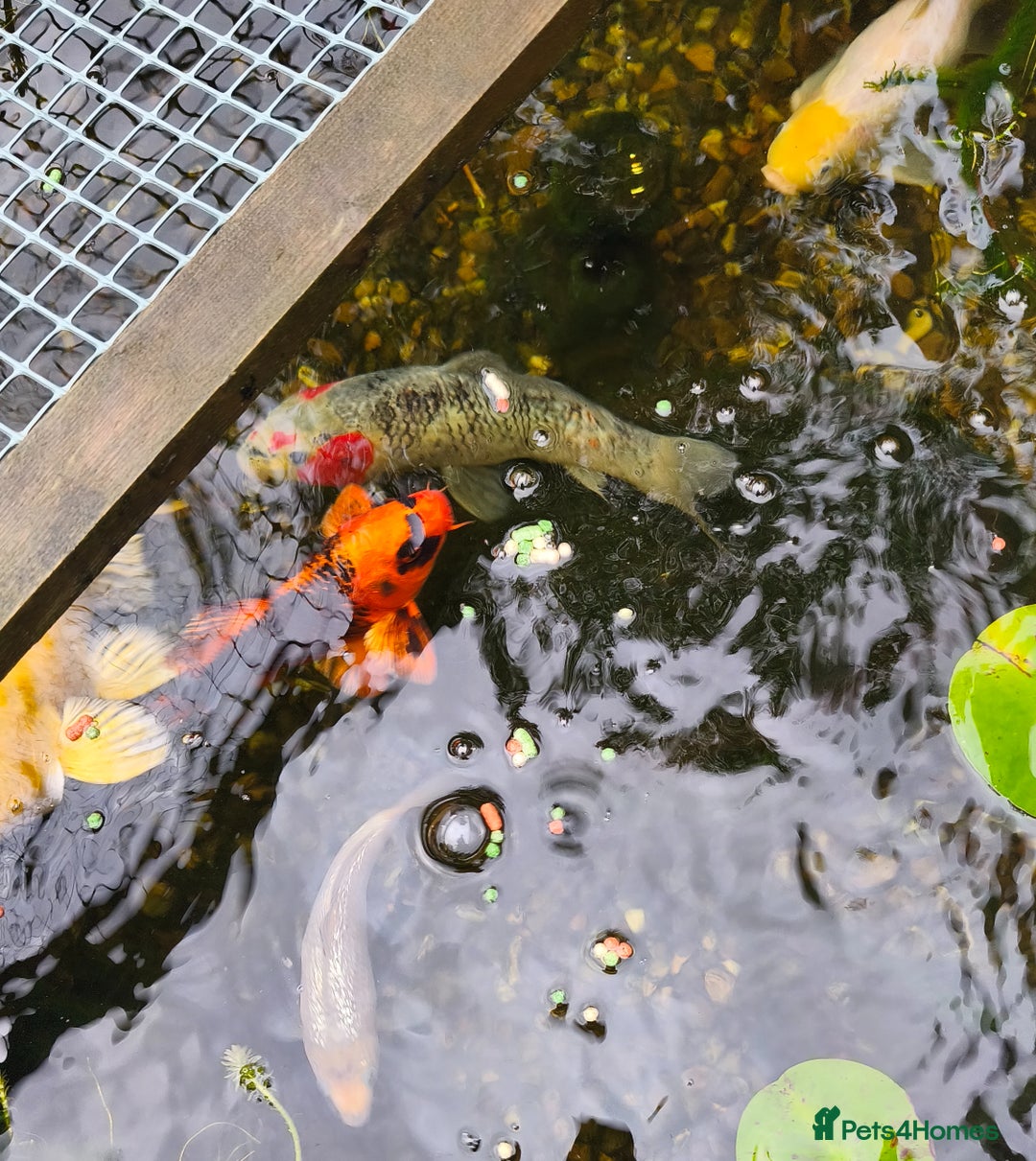 Koi Carp fish for sale: Selection of Koi Carp - Image 2