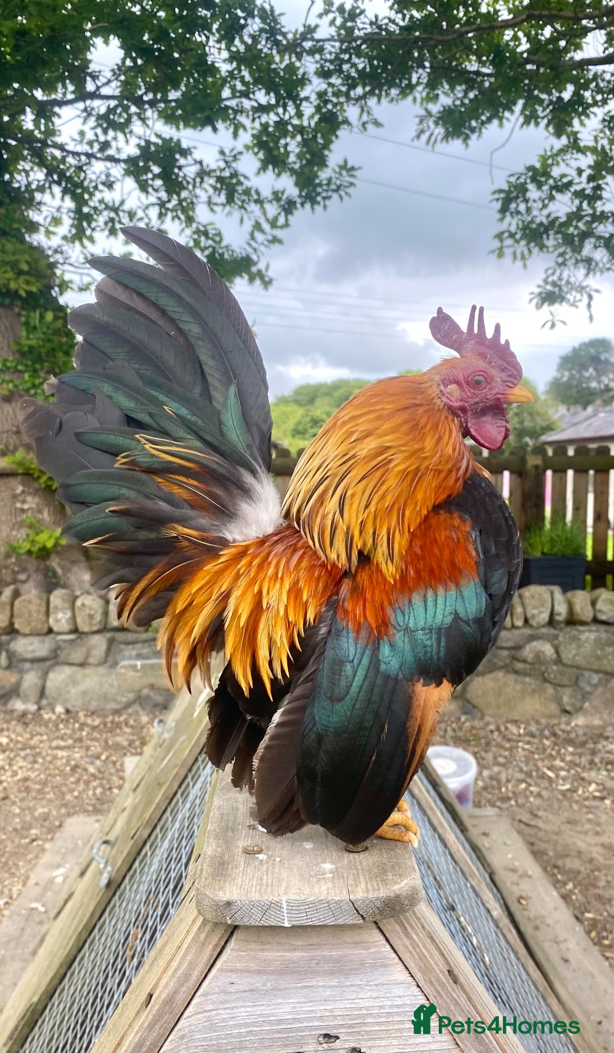 Chickens poultry High Quality Serama Bantam - Advert 1