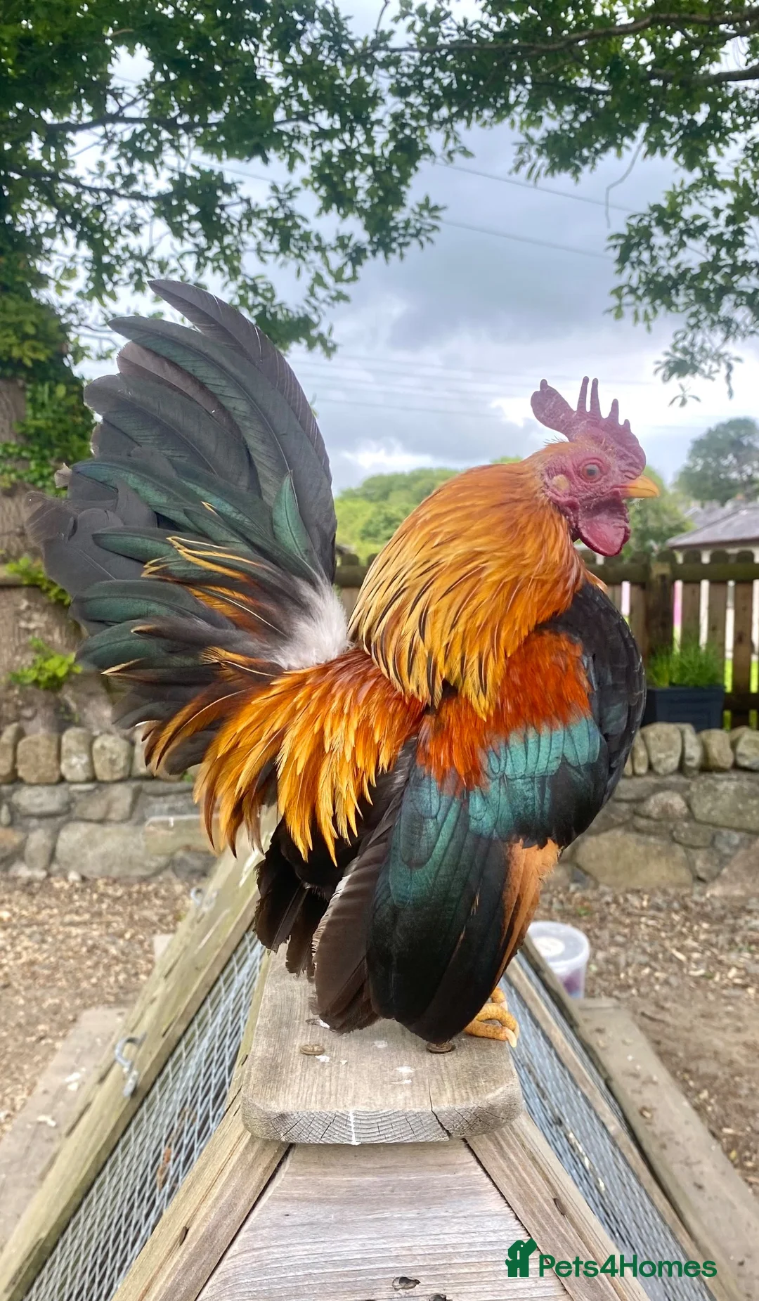 Chickens poultry for sale: High Quality Serama Bantam - Advert 1