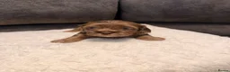 Mixed Breed dogs for sale: Adorable Schweenies puppy’s  - Advert 11