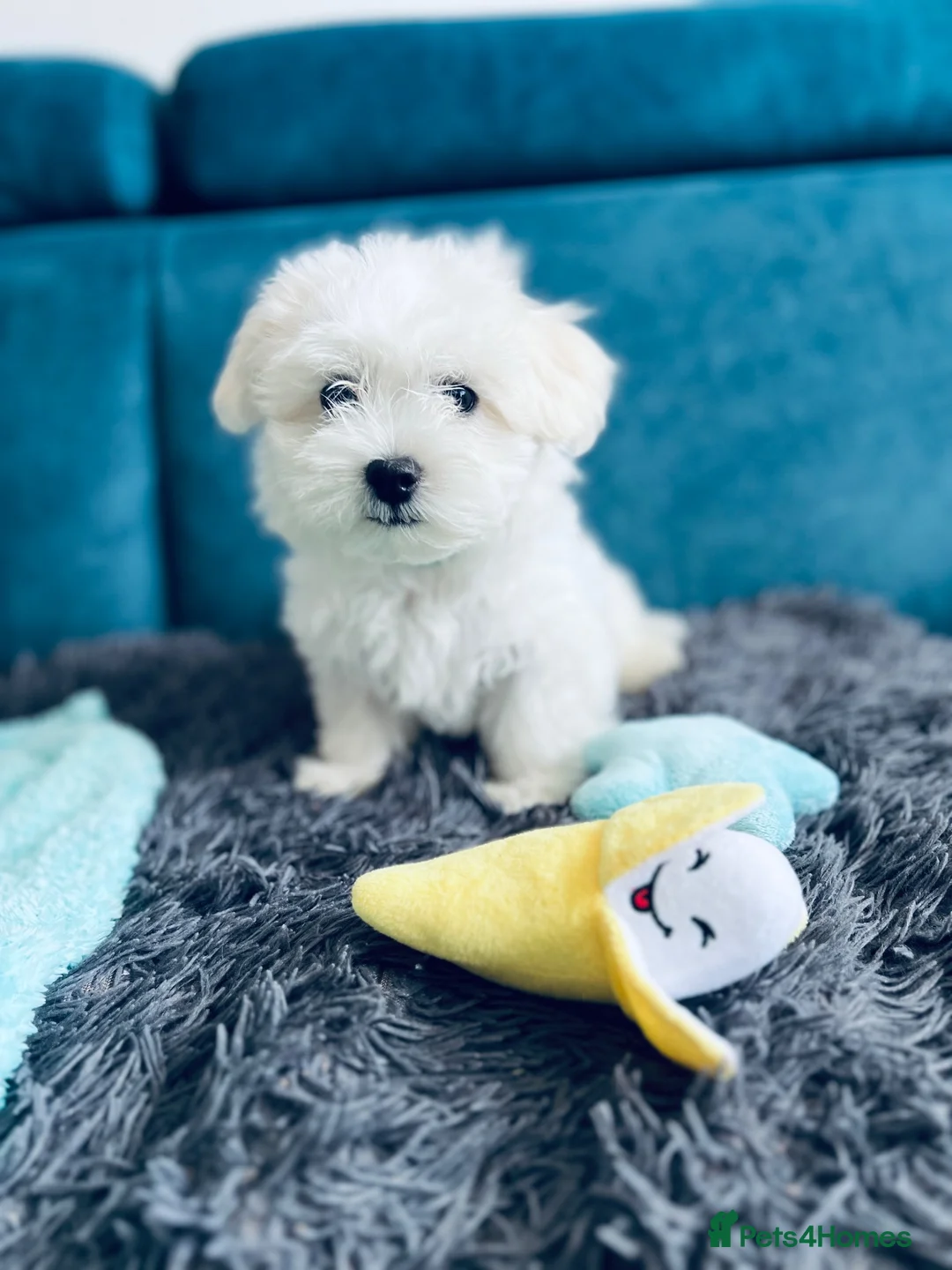 Maltese dogs for sale: 1 BOY RESERVED Maltese Boys. Ready for collection  - Advert 1