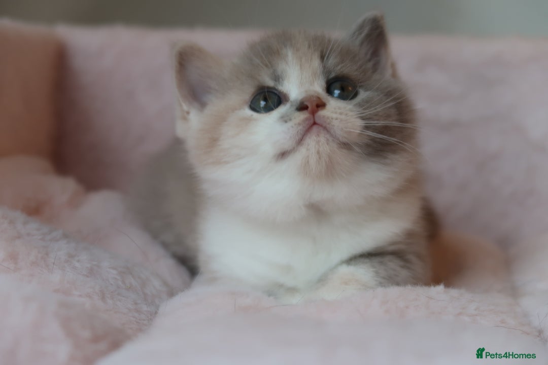 British Shorthair cats for sale: BSH/BLH Females TICA Reg  - Image 3