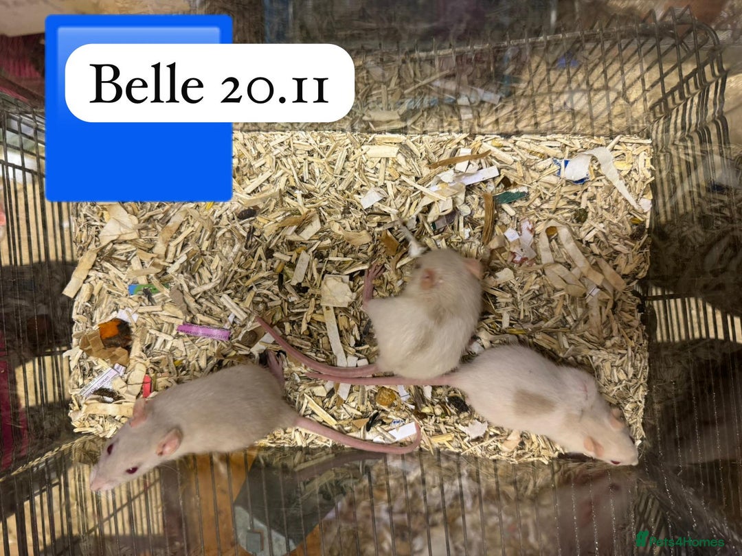Rat rodents for sale: Baby full size and dwarf rats ready now /January - Advert 18