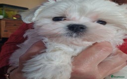 Maltese dogs for sale: 1 KC Maltese Puppy Boy READY NOW  - Image 1