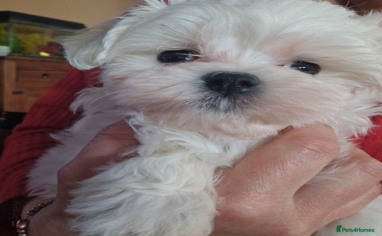 Maltese dogs - Advert 9