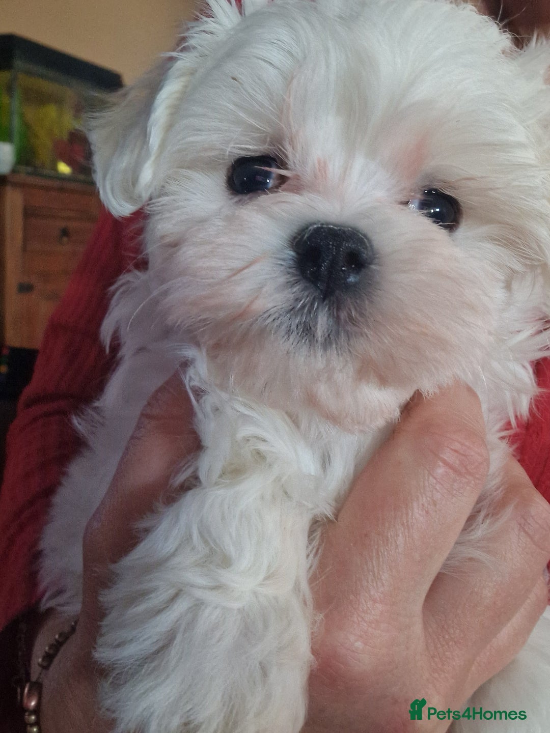 Maltese dogs for sale: 1 KC Maltese Puppy Boy READY NOW  - Image 1