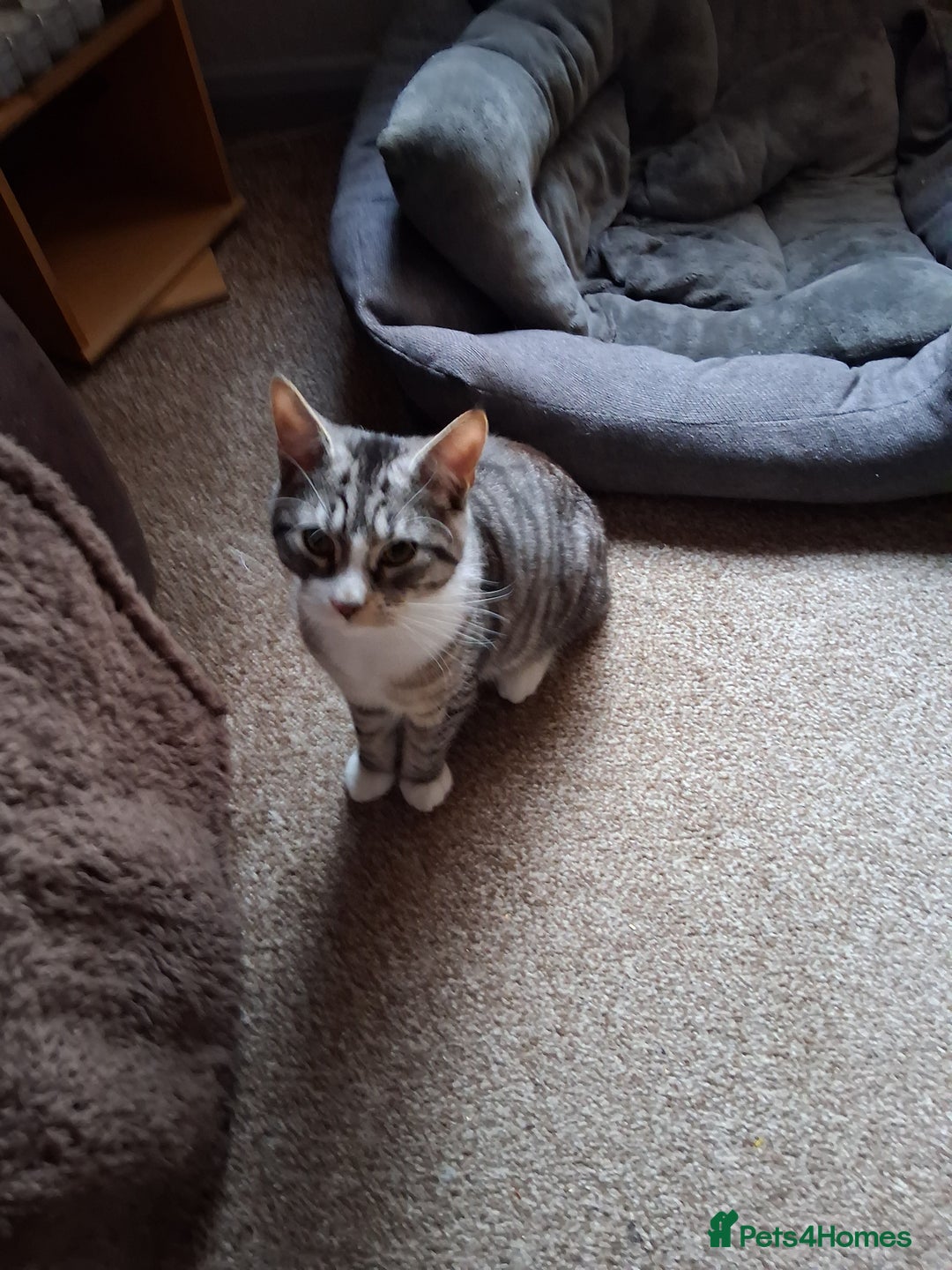 Mixed Breed cats for sale: Male kitten - Advert 3