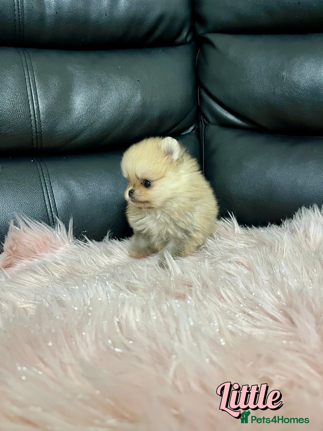 Pomeranian dogs for sale: 🔥Very Tiny🧸 Top Quality  - Image 11