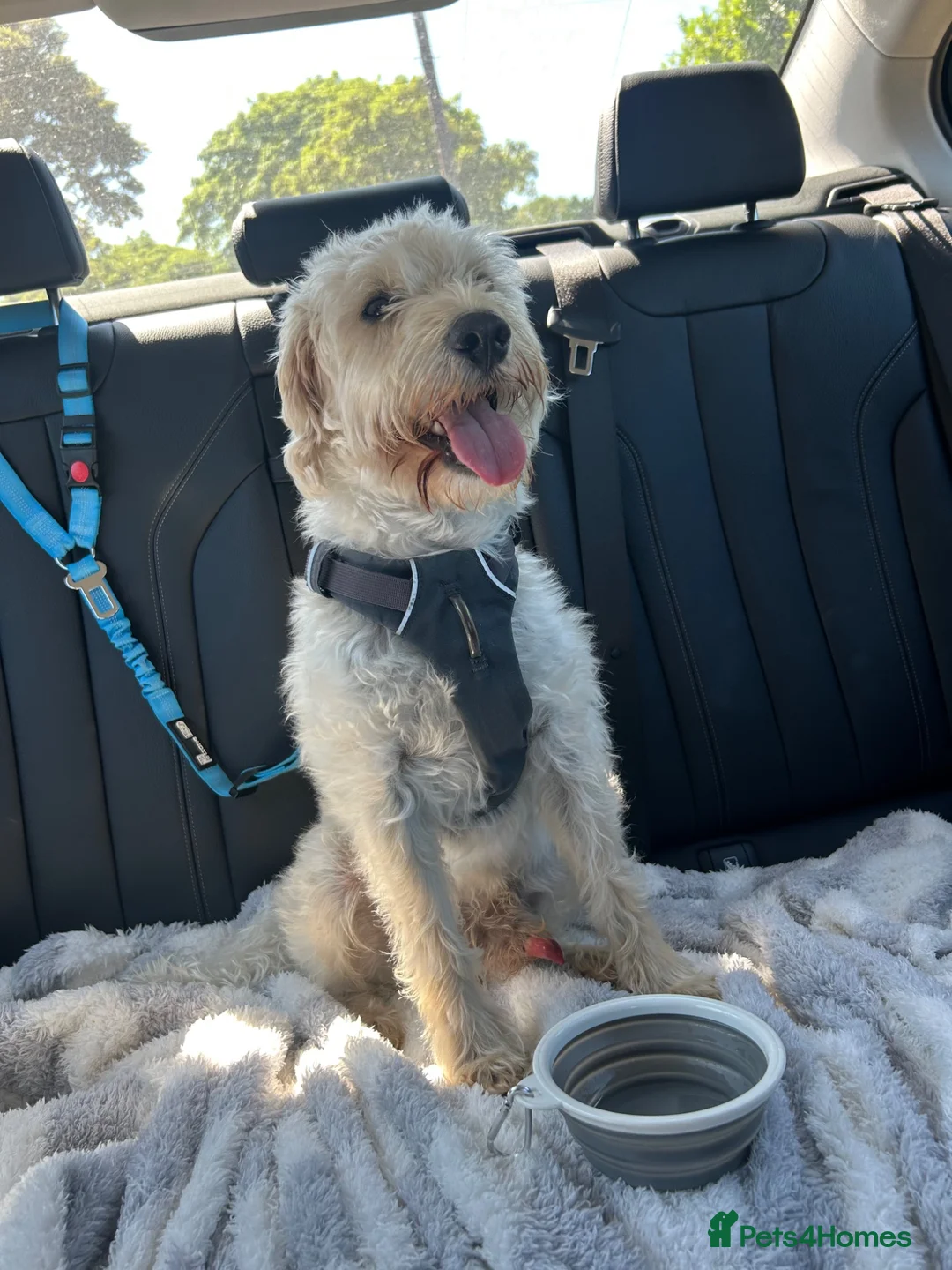 Schnoodle dogs for sale: Henry the schnoodle - Advert 2