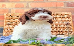 Cockapoo dogs for sale:  cockapoo puppies **READY GO GO** - Image 13