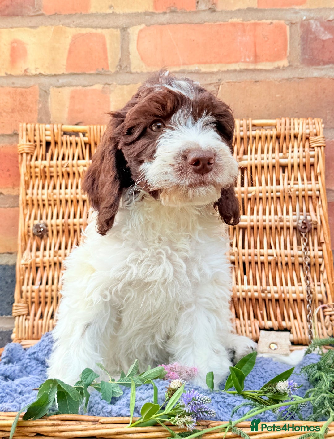 Cockapoo dogs for sale:  cockapoo puppies **READY GO GO** - Image 13