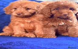 Cockapoo dogs for sale: Beautiful cockapoo puppies only  girls left  - Image 7