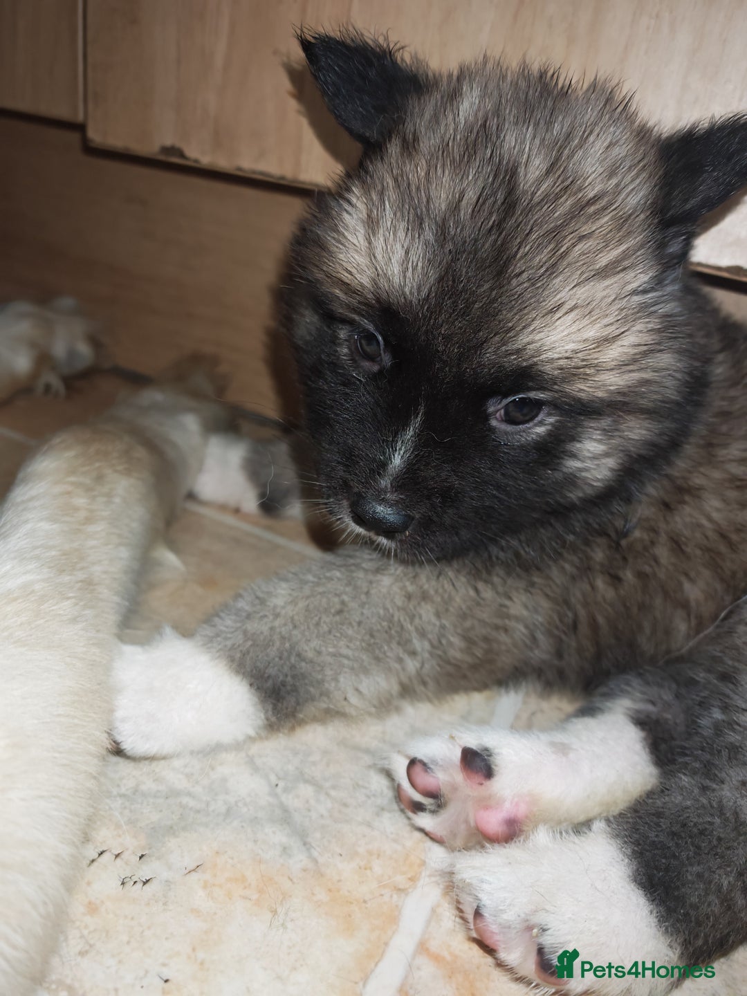 Akita dogs for sale: Akita puppys ready now  - Advert 22