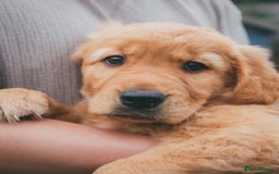 Golden Retriever dogs for sale: Ready now Golden Retriever Puppies KC Dad  - Image 24