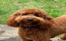 Cavapoochon dogs for sale: Cavapoochon (last girl left ready now)  ) - Image 3