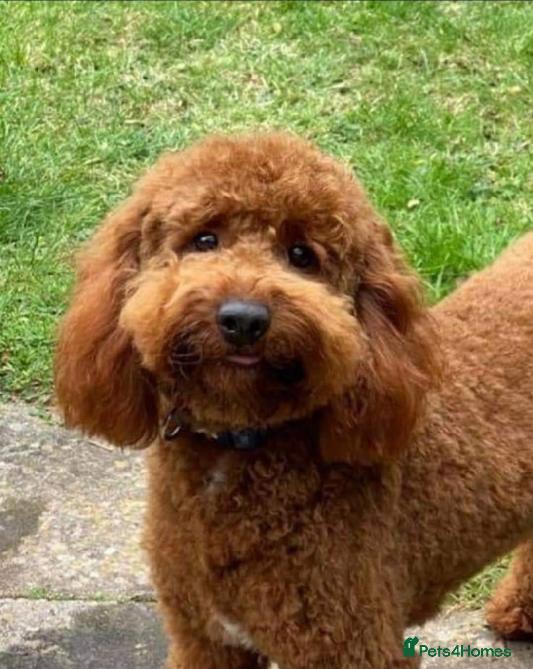 Cavapoochon dogs for sale: Cavapoochon (last girl left ready now)  ) - Image 3