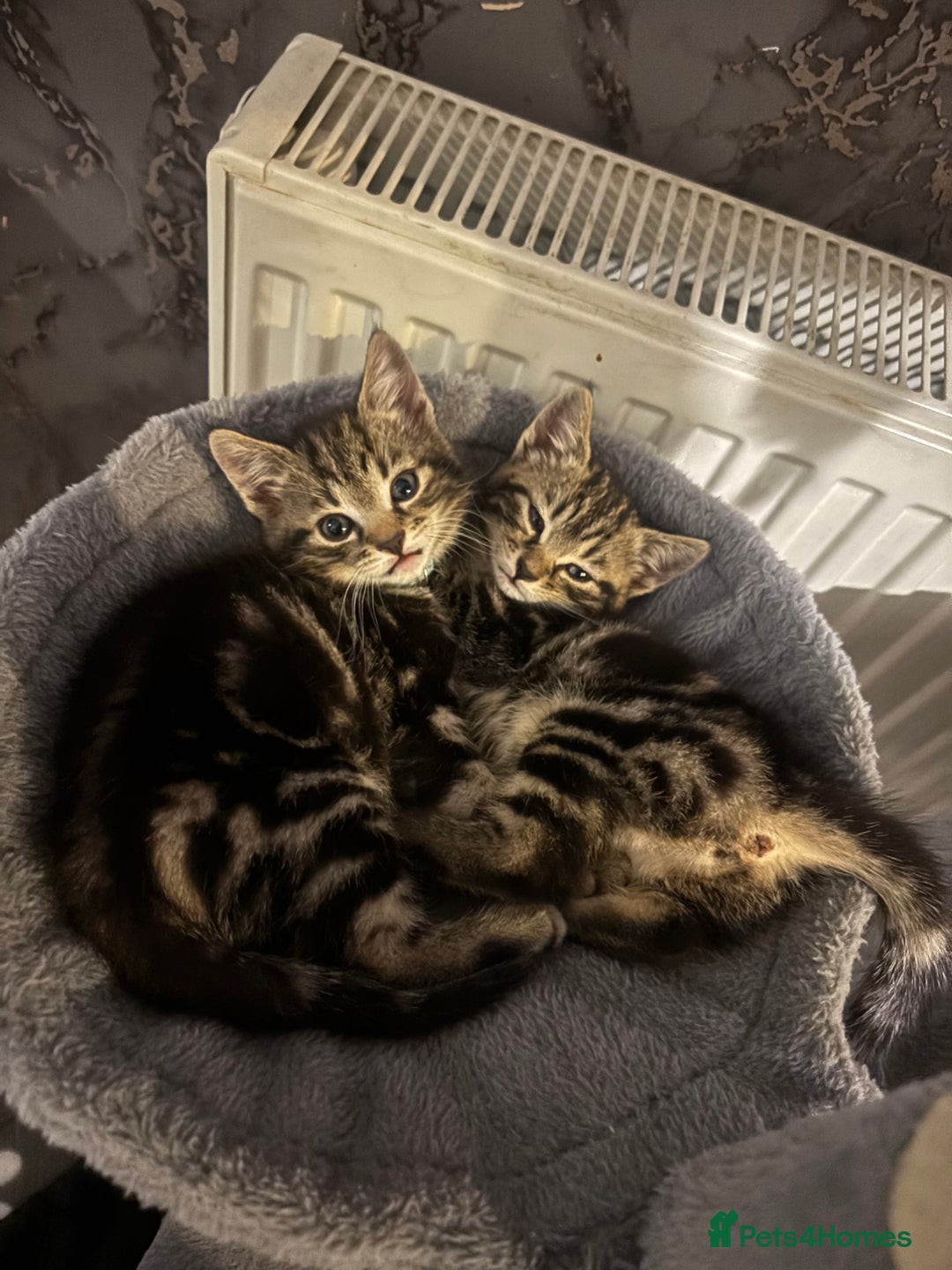 Mixed Breed cats for sale: 2x kittens 1x female 17 weeks & 1x male 8 weeks - Image 7