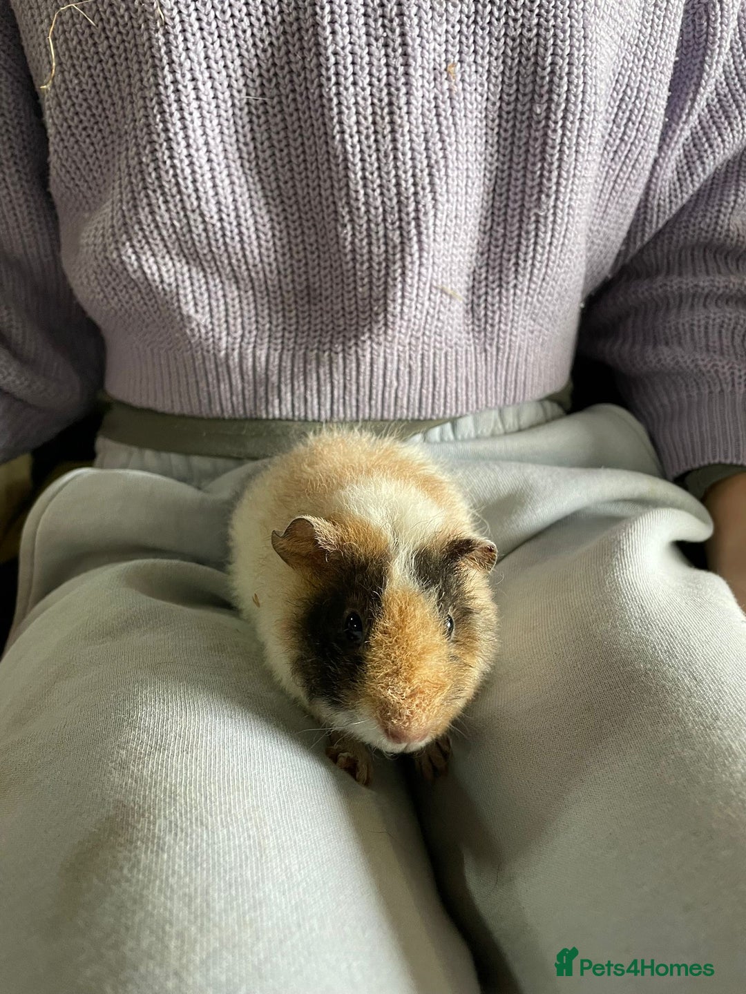 Guinea Pig rodents for sale: Beautiful baby guinea pigs  - Advert 2