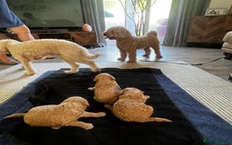 Miniature Poodle dogs for sale: Gorgeous miniature poodles  - Image 11