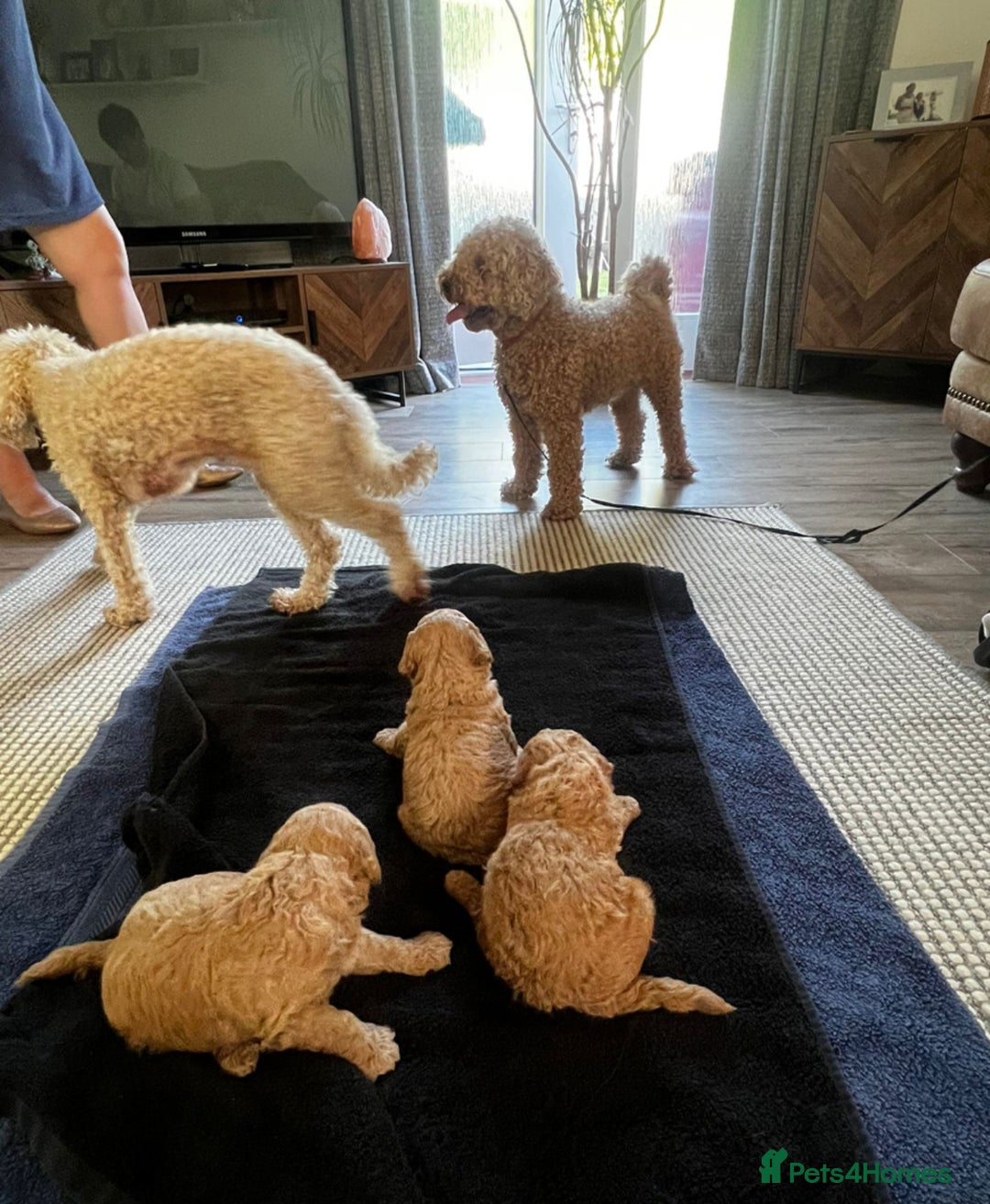 Miniature Poodle dogs for sale: Gorgeous miniature poodles  - Image 11