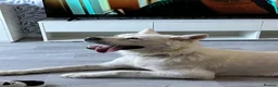 Akita dogs for sale: White female akita - Advert 4