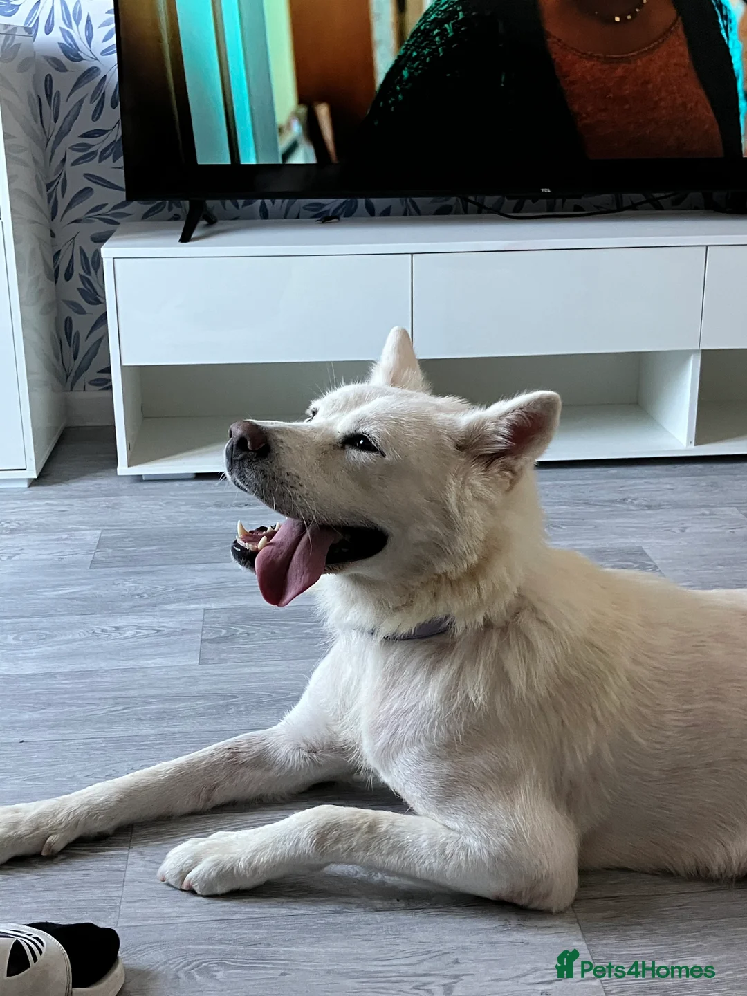 Akita dogs for sale: White female akita - Advert 4