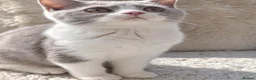 British Shorthair cats for sale: Ready now🐈 - Advert 15