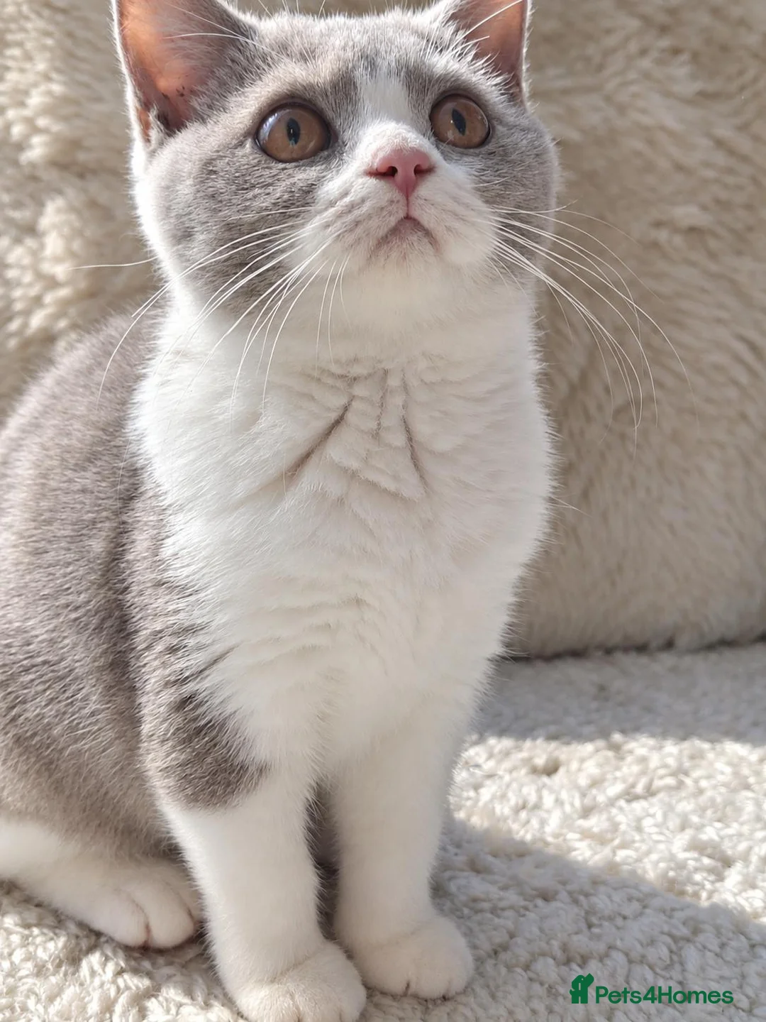 British Shorthair cats for sale: Ready now🐈 - Advert 15