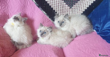 Ragdoll cats - Advert 1